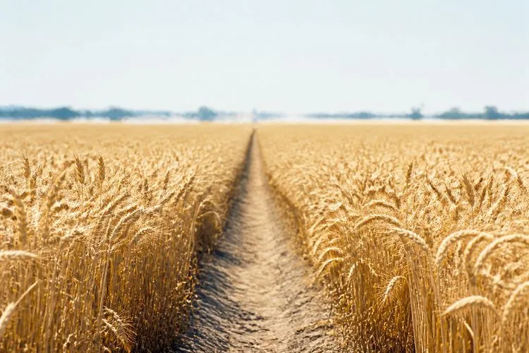 A pale gold wheat field at high summer noon with a bare earth track running toward the horizon