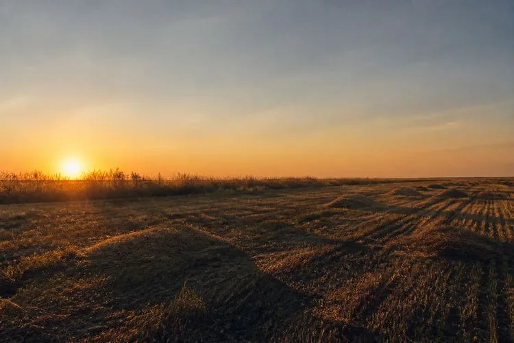 An empty hayfield in the last low light of a long June evening, the seasonal marker that opens Cancer