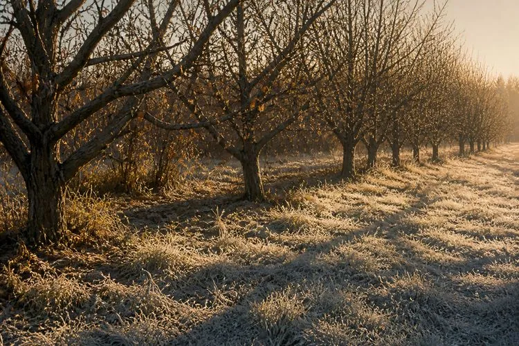 Frost on the grass at the edge of a bare November orchard in low afternoon light
